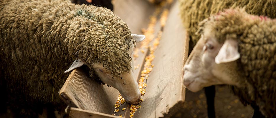 Zootrofes Karagkounis