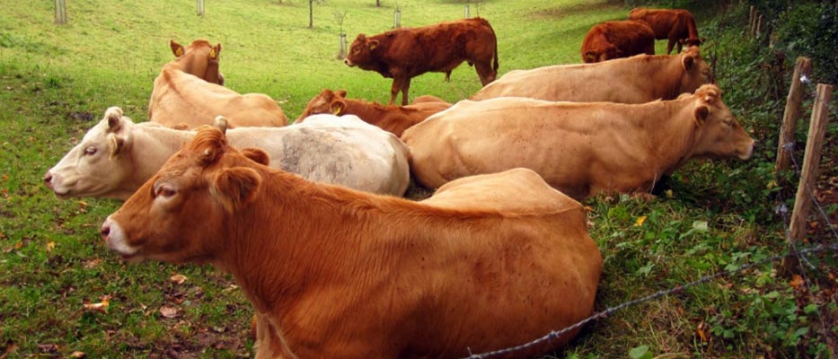 Zootrofes Karagkounis