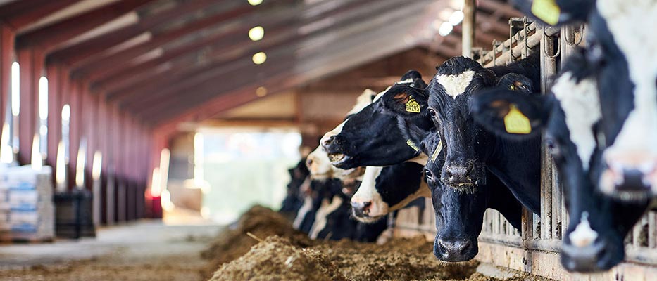 Zootrofes Karagkounis