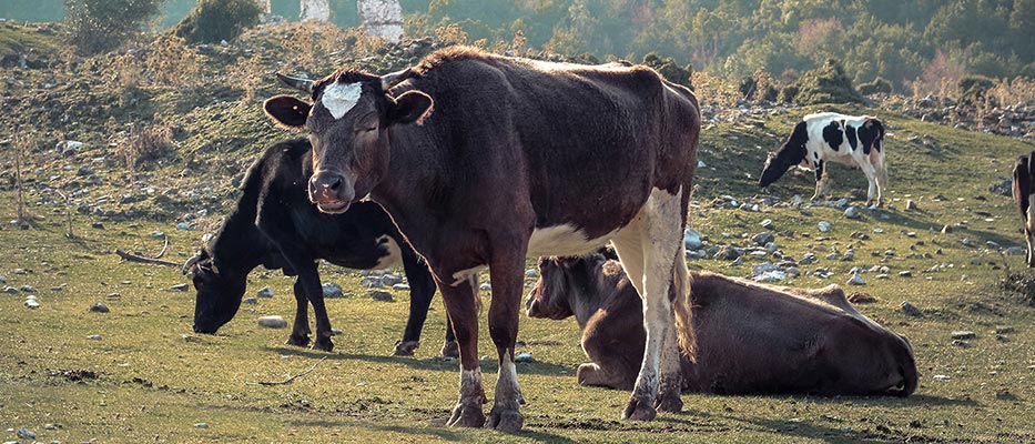 Zootrofes Karagkounis