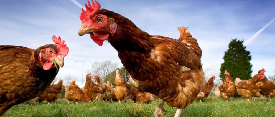 Zootrofes Karagkounis